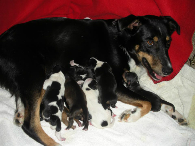 Rescue dog Angel and her 10 puppies