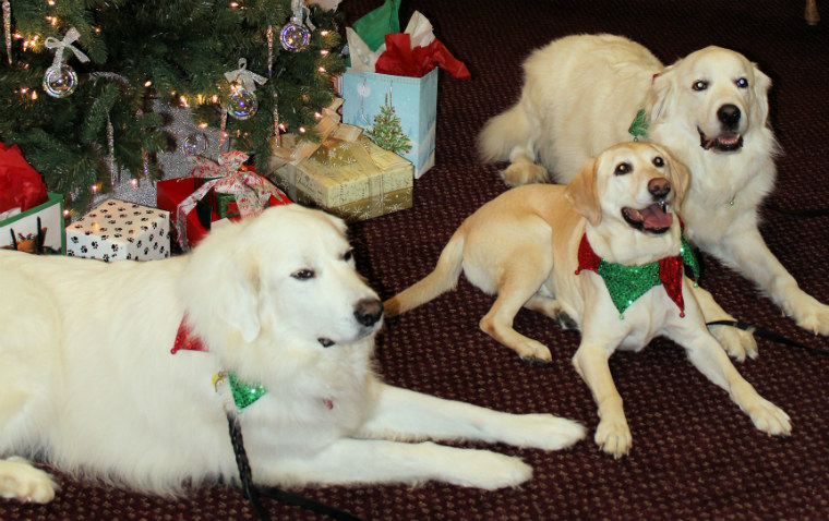 Therapy dogs on holiday visit