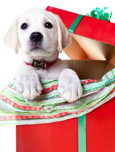 Puppy in Holiday Box