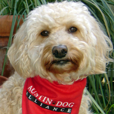 Therapy Dog mini-goldendoodle