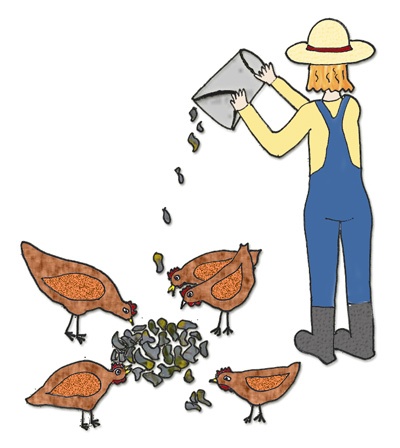 farmer feeding chickens