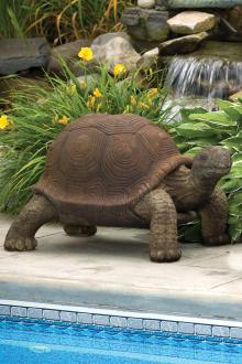 Tortoise at stonegarden