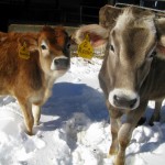 Cricket Creek Cows in snow