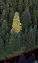 Golden Spruce Tree