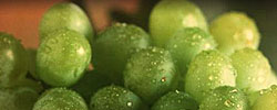 green-grapes-sm.jpg