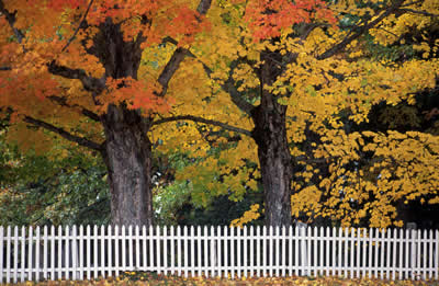 autumn-trees-fence2.jpg