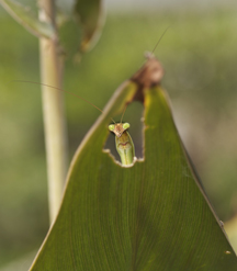 A Friendly Face - Praying Mantis