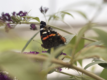 Red Admiral Butterfly 