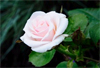 Blush rose