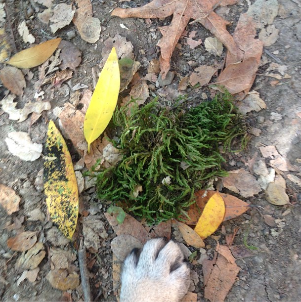 leaves are crunchy under-paw
