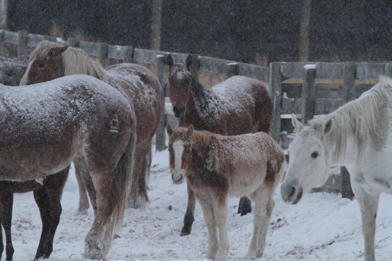 mares and foals covered in ice