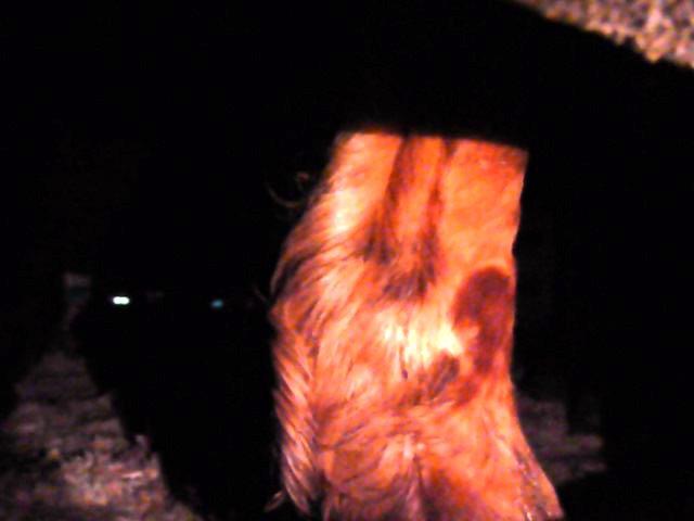 horse inside dark trailer