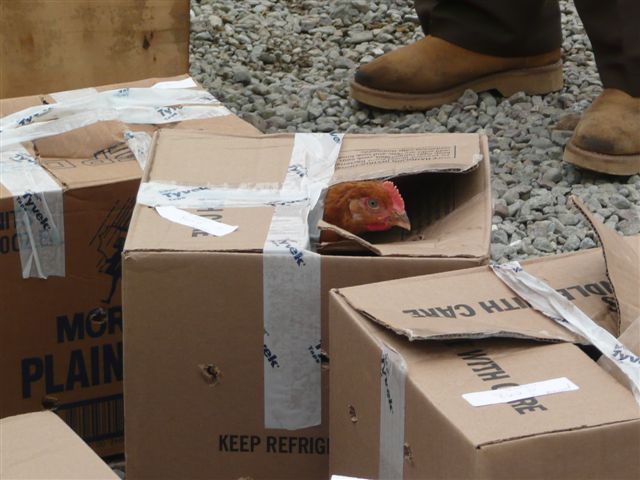 bird in cardboard box