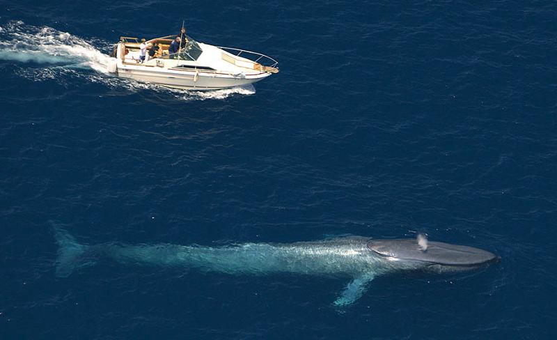 boat follows blue whale