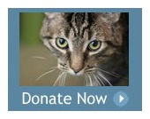 donate now with cat