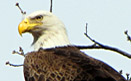 TOPPER eagle13