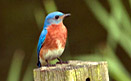 TOPPER colorfulbird