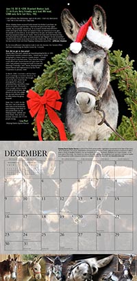 Horses & Hope December 2012