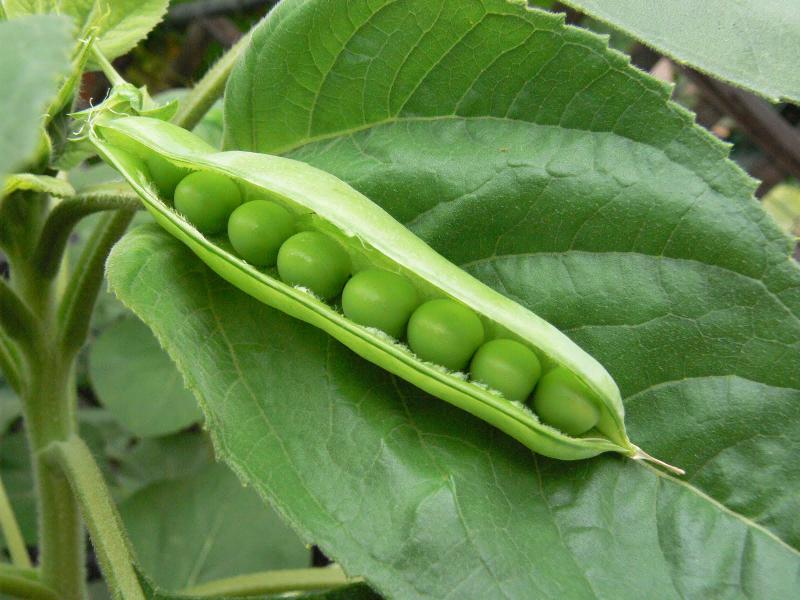 Garden Peas 