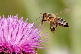 Honey Bee- Purple Flower 