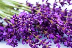 Lavender Buds 