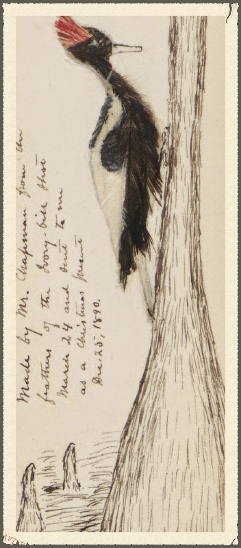 Ivory-billed woodpecker from Brewster's journal of 1890