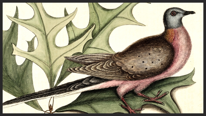 Mark Catesby's 1754 illustration of the Passenger Pigeon is thought to be the first published depiction of the species.  