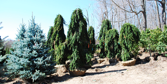 Weeping Spruces