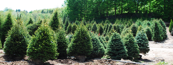 Evergreens selection