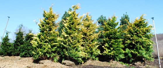 Golden Hinoki Cypress