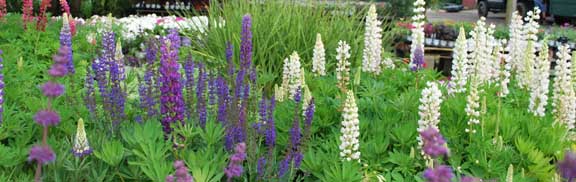 Lupines in bloom!