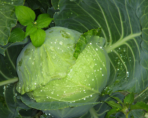 Cabbage-Sb