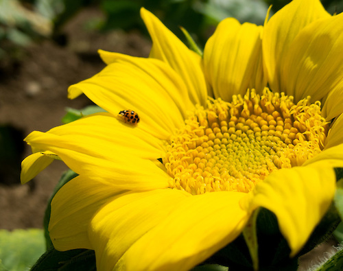 sunflower & ladybug