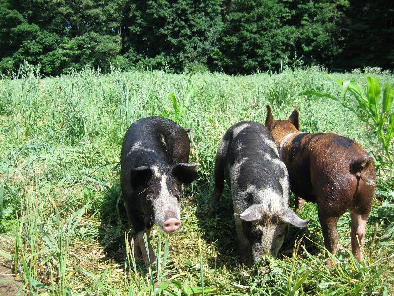 Pigs July 2013