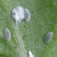 Mealybugs on underside of leaf