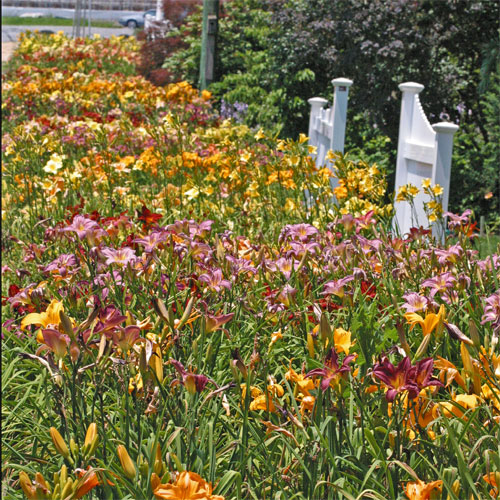 Daylily display bed