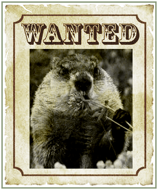 Wanted Groundhog