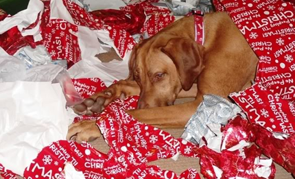 Wrapping & Dog