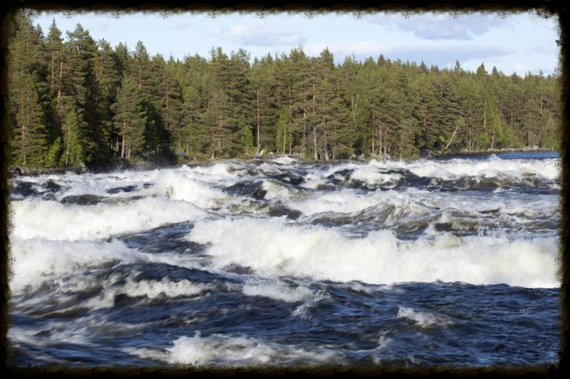 Springtime flood in a river. Rapids in motion.