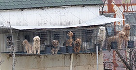 dogs in missouri puppy mills 3