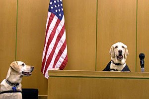 DOGS IN COURT