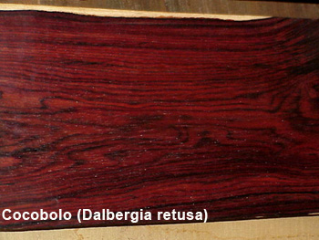 Cocobolo (Dalbergia retusa)