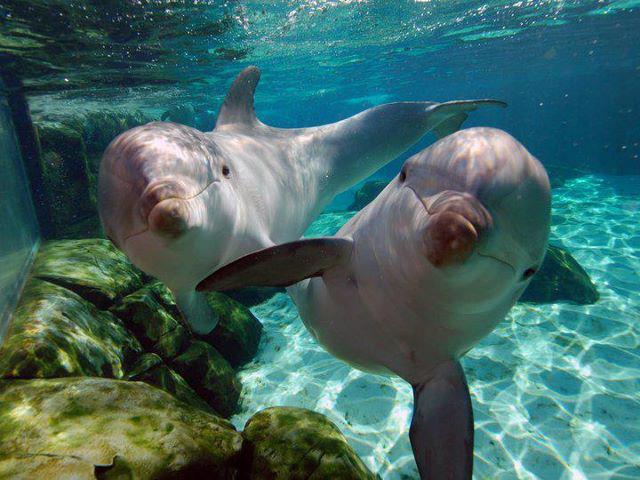 dolphins up close