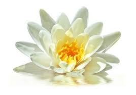 lotus flower higher self