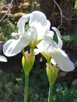 iris-white