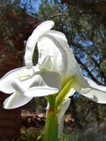 iris-white-2