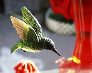 Hummingbird Fly Through
