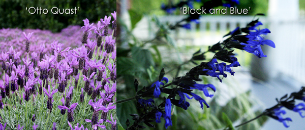 Lavandula 'Otto Quast' and Salvia 'Black and Blue'