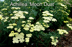 Achillea 'Moon Dust'