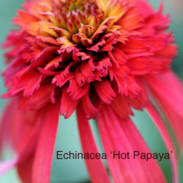 Echinacea Hot Papaya